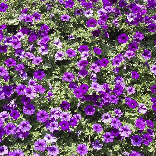 semillas de petunia en pie - exóticas resistentes 500pcs