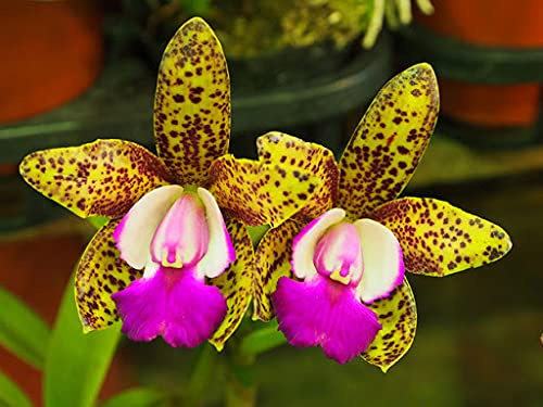 Aamish 25 pezzi giapponese Tiger Orchidee Blumensamen