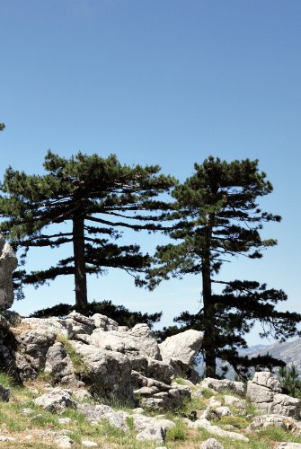 Seedeo Österreichische Schwarzkiefer (Pinus nigra austriaca) 30 Samen