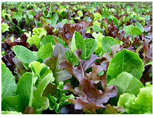 PREMIER SEEDS DIRECT Lettuce - Mixed Leaf - MESCLUN Mix - 1000 Seeds (Organic)