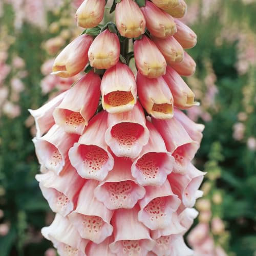 Digitalis 'Apricot' - Muted Apricot Foxglove - Early Summer Blooms - Shade-Tolerant, Self-Seeding Perennial - Ideal for Cottage Gardens and Borders 1 Litre Pot x 2 by Thompson & Morgan