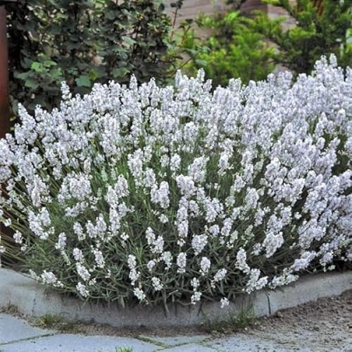 12 x Weiße Lavendel Pflanzen XL – Winterharte duftende Stauden im 2L Topf 10-20 cm hoch - Lavandula angustifolia Edelweiss für Garten & Balkon
