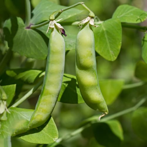 erbsen - exotische winterhart erbsensamen, bio gartendeko für draußen gewächshaus balkon gemüsepflanzen 75pcs