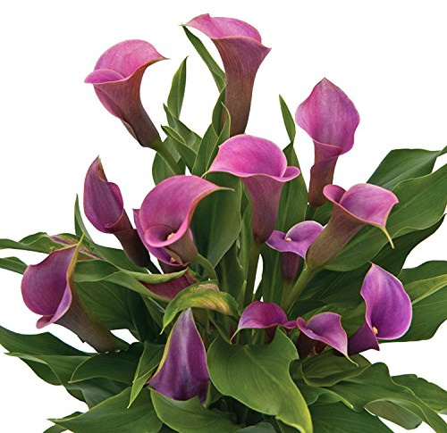 Easy to Grow Calla Lily Amethyst 3 Bulbs - Purple Flowers Blooms in Summer Sun Tropical Spring Planted