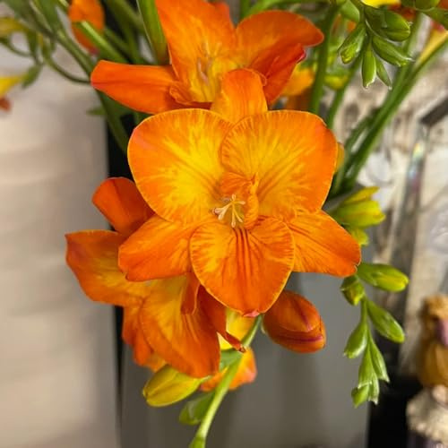 3 pcs Freesien Zwiebel frische blumen, gartendeko für draußen Freesien Knollen balkon blumen, pflanzen züchten gartenblumen blumen balkon blumenzwiebeln mehrjährig winterhart, frühlingsblumen