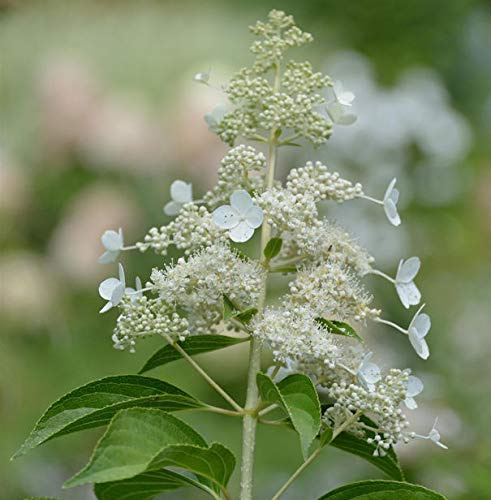 Hochstamm Rispen Hortensie Kyushu 100-125cm - Hydrangea paniculata - lebende Gartenpflanze aus den Baumschulen