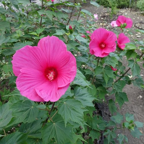 Staudenhibiskus 'Candy Crush' dunkelrosa, Topf 5 Liter
