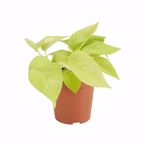 Bloomique - Scindapsus Epipremnum Golden Photos - Efeutute - Auch als Kletterpflanze geeignet - Zimmerpflanzen - Luftreinigend - Pflegeleicht - Höhe 15-20 cm - Topf 12 cm