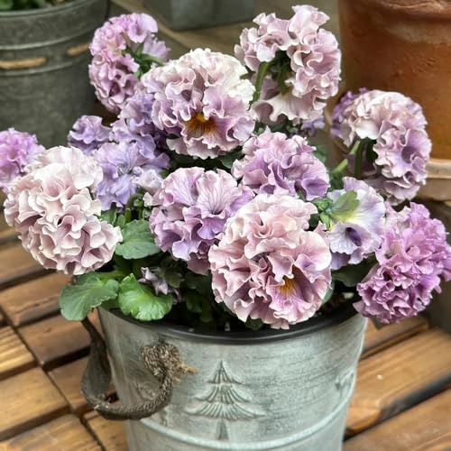 viola cornuta - acquistare semi ufficio giardino balcone decorazioni 300pcs
