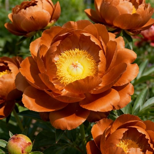 MehrjäHrige, Farbenfrohe Pfingstrosen-Rhizom In GroßPackungen/Farbenprächtige Pfingstrose/Fachgerecht Gepflanzt/GartenverschöNerung-2Rhizom-H