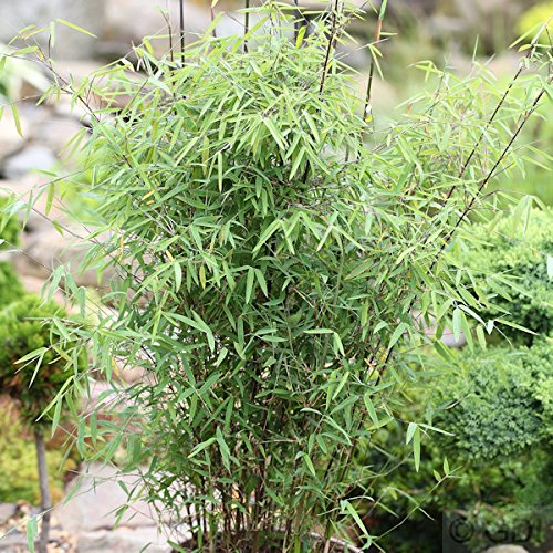 Schirmbambus 125-150cm - Fargesia murielae - lebende Gartenpflanze aus den Baumschulen