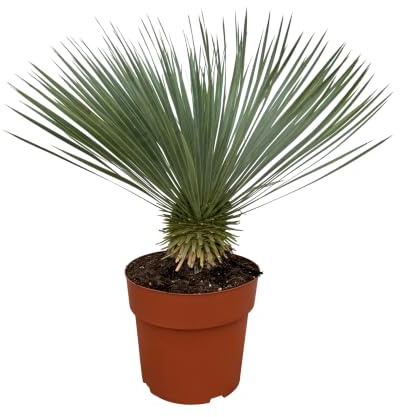 Trendyplants - Yucca Rostrata - Winterhart - Gartenpflanze - Höhe 60-80 cm - Topfgröße Ø27cm