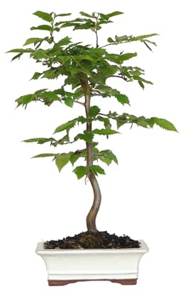 KENTIS - Bonsai di Carpino - Carpinus Betulus - Piante Vere da Esterno Ornamentali - Giardino Balcone Terrazzo - H 35/40 cm Vaso in Ceramica 19 cm