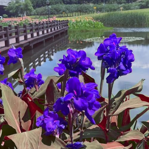 Hardy,Giant Canna Lily Bulbs,Perennial,Professional for Brilliant Garden Displays-2 Bulbs-D