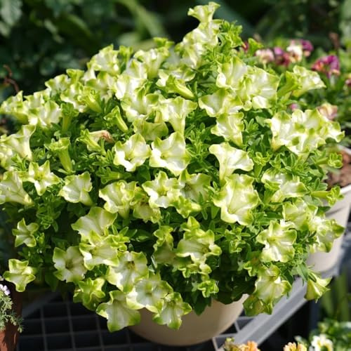 semi di petunia appesi copertura del terreno, perenne di petunia petunia Balcone, resistenti resistenti per il giardino 900pcs
