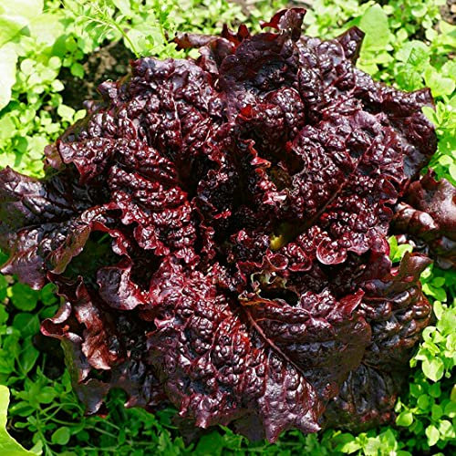 Welldales 50 Red Lettuce Seeds UK Large Leaf Apache Grow Annual Rosette Salad Vegetables