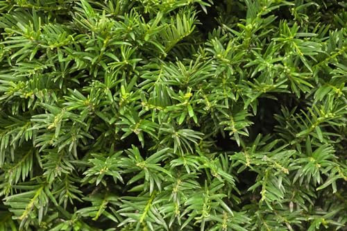 Taxus baccata 'Osterberg' 25–30 cm – Winterhart, Immergrün, Pflegeleicht – Eibe – Heckenpflanze für Garten & Sichtschutz