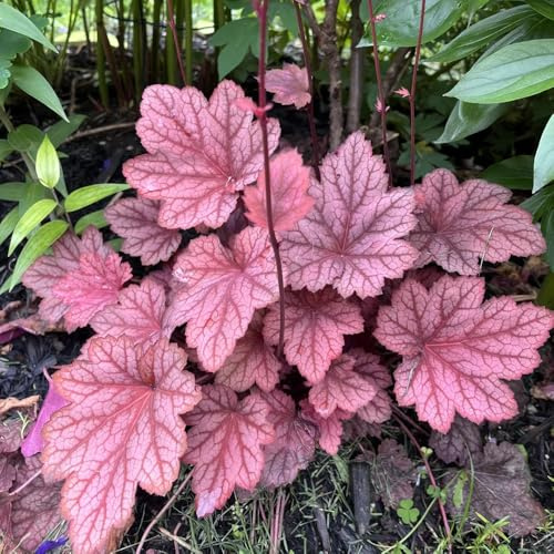 Purpurglöckchen - Heuchera bonsai topf indoor kräutergarten schattenpflanzen garten winterhart pflanzensamen exotisch extrem winterharte kübelpflanzen wildkräuter blumensamen kaufen 450samen