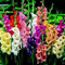 10 piezas de bulbo de gladiolo pastel mezclado perenne bulbos de gladiolo flores alta tasa de supervivencia paisaje pastoral interior al aire libre listo para plantar