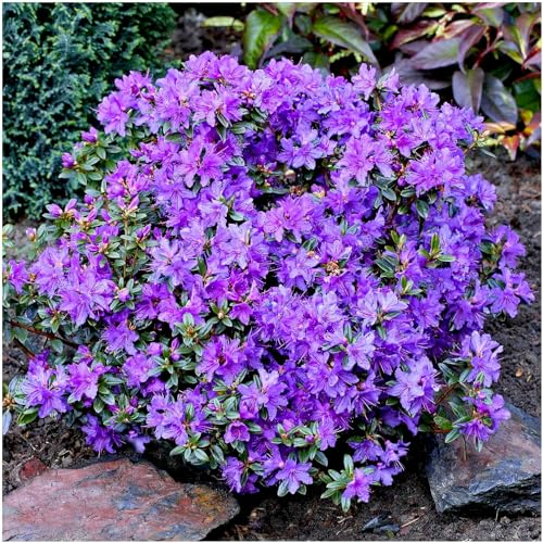 GrowOn Shrubs [2 Litre] Dwarf Rhododendron Japonica 'St Merryn' | Evergreen Shrub | Outdoor Garden Ready Plant | Spring Flowering | Violet Blue Flowers