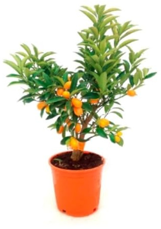 Planta natural Kumquat, 30-35 cm. Fortunella spp. Arbusto pequeño de hojas verdes, con frutos pequeños y ovalados, comestibles. Segura Garden.