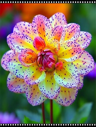 Ideal für deutsche Gärten,Winterharte für Innenräume und Gärten, winterharte,winterharte für garten,Dahlien -4 knolle
