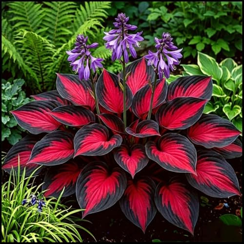 Hosta lungo i piccoli muri dei cortili/Perenne tollerante all'ombra e facile da curare/Creare un angolo tranquillo del paesaggio-3 PIECE-C