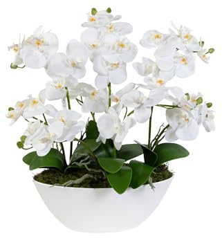 Seidenblumen Roß Großes Orchideen-Arrangement Real Touch in weißer Schale 60x60x30cm DP - üppig – Phalaenopsis wie echt mit 8 Rispen & 36 Blüten – Hochwertige Kunstblume fertig gepflanzt