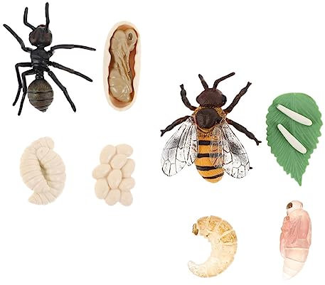 Abaodam 2 Satz Lebenszyklus Modelle Für Bienen Und Ameisen Pädagogisches Spielzeug Für Kinder Kunststoffmodelle Lernspielzeug Für Biologie Für Unterricht Und Dekoration
