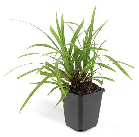 Japanische Teppich-Segge Carex morrowii 'Irish Green' Set mit 12 Pflanzen