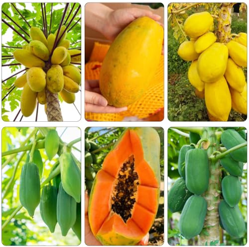 papaya di giardino di rocce nano resistenti semi Letti elevati per giardino interno esotici 120pcs