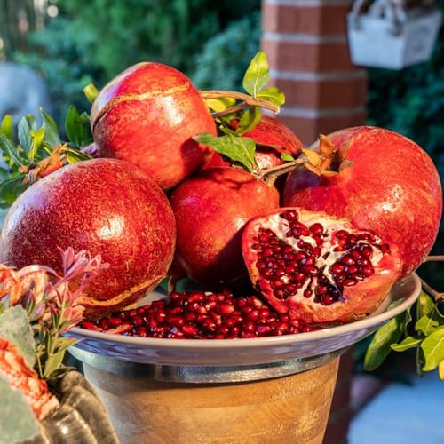 granatapfelbaum, winterharte kübelpflanzen granatapfel grünpflanzen zimmerpflanzen, bio obstsamen winterfeste 200samen