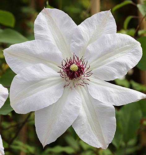 Waldrebe Miss Bateman 40-60cm - Clematis - lebende Gartenpflanze aus den Baumschulen