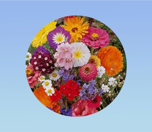 500 graines FLEURS A COUPER en mélange - FLEURS COURTES - + ou - cornues - jardin fleurs colorés