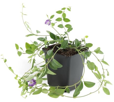 Bodendecker - Kleines Immergrün - Vinca minor 'Atropurpurea' - 9cm Topf - Set mit 20 Pflanzen
