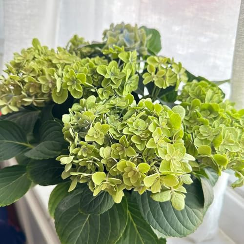 semillas de hortensias resistentes - exóticas regalos jardin 20pcs