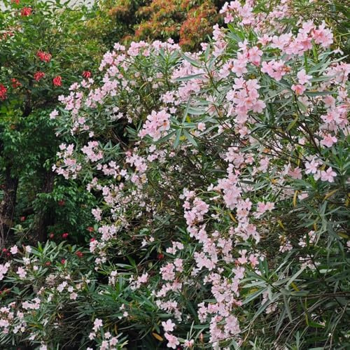 Semillas de adelfa, para lugares soleados Adelfa Nerium, resistentes en Decoración de jardín para exteriores variedades 10pcs