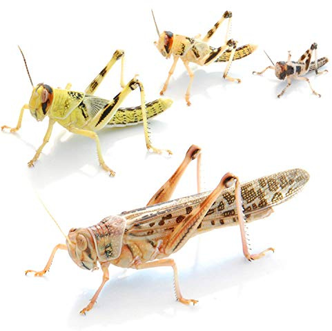 proinsects Wüstenheuschrecken groß 50 STK. - Futterinsekten für Reptilien