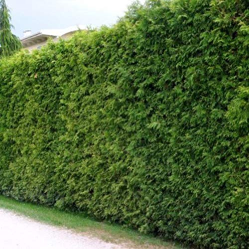 10 Thuja Brabant 40-60 cm frisch vom Feld Gartenhecke Heckenpflanzen Immergrüner Lebensbaum Wurzelware