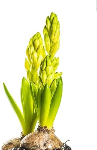 Flor de Jardín en Bulbo Hyacinthus Orientalis Bulbos de Jacinto