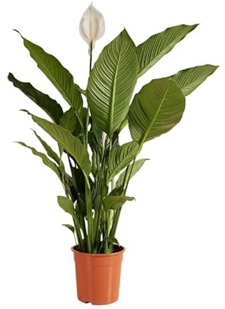 Planta Espatifilo Viva – Lirio de la Paz Purificador del Aire Interior