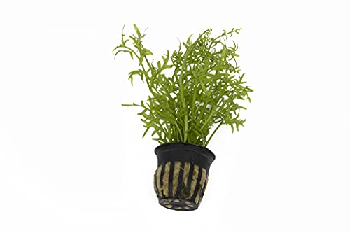 Lincolnshire Pond Plants Ltd - Live Plants Tropical Aquatic Plants - Potted - Ceramic - Loose - Kits (Potted, Ceratopteris Thalictroides)