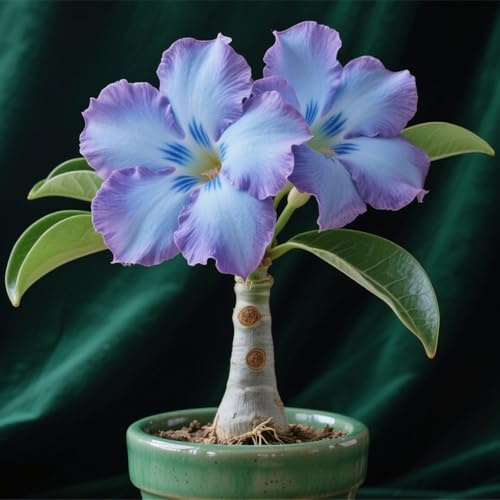 Winterhart zwiebeln, Mehrjährige Blumenzwiebel ist winterhart,Mysteriöse magische Glühbirne, 2 years Winterhart pflanzen,Blumenzwiebel Mix-1 Wüstenrose knollen-I