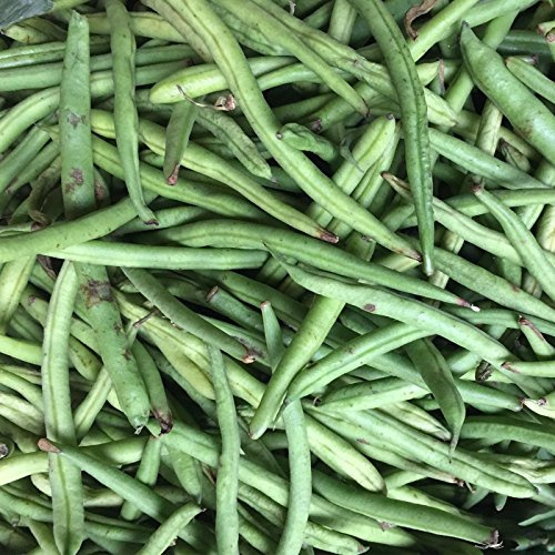 Mountain Valley Seed Co Stringless Green Pod Bush Bean Seed Burpee 1 Lb