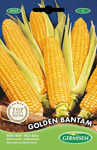 Germisem graines Maïs sucré GOLDEN BANTAM