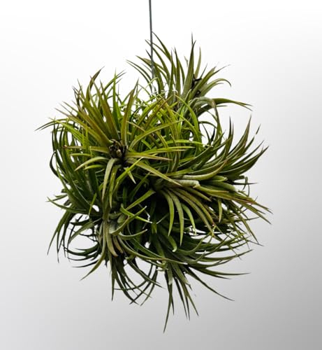 Pianta di Tillandsia - Vera pianta aerea - Air Plants - Tillandsia - 1 x pianta aerea Ionantha Rubra Grappolo - Bromeliacee - Bromeliacee - Pianta senza terra - Trendyairplants - (circa 15 cm)