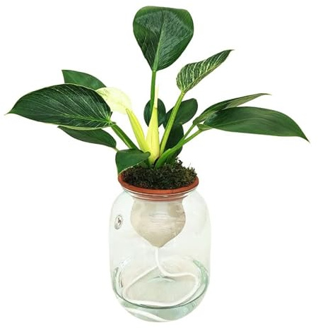 I GIARDINI DI GIULIA - Philodendron Birkin – Hydro Terra Ø14 cm H.40 | Pianta in Idrocoltura con Cono in Terracotta e Vaso di Vetro | Elegante e Facile da Curare
