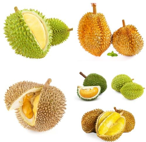 Acquista semi freschi di Durian, vecchie varietà da da colonnari giardino giardino roccioso nani frutteto per il esotiche resistenti 15pcs