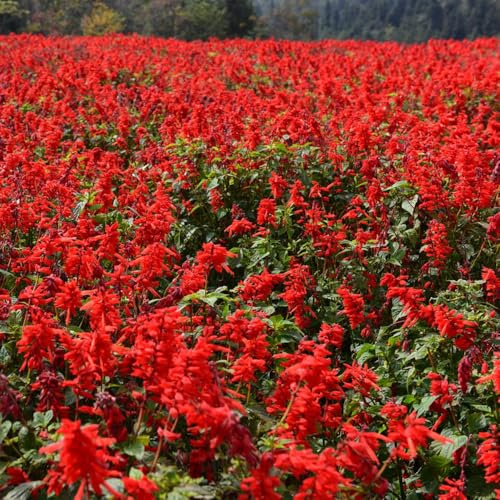 semi di salvia del fuoco - rialzata tappezzanti d'appartamento giardino sul balcone resistenti in vaso con raro 100pcs