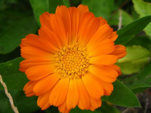 Pinkdose Seedville Calendula Officinalis English Marigold Flowers - 100 Seeds